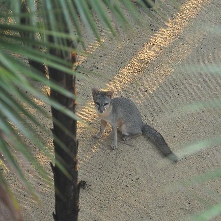 Отель Sabal Beach Monkey River Town Экстерьер фото