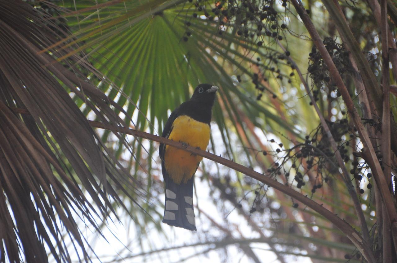 Отель Sabal Beach Monkey River Town Экстерьер фото